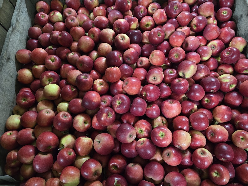apples